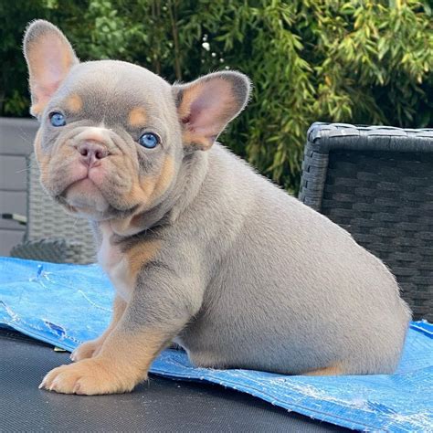french bulldog puppies near me.